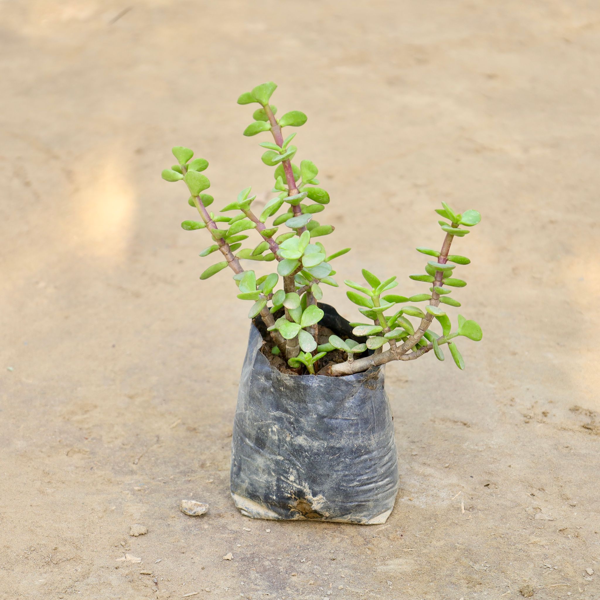 Jade in 4 Inch Nursery bag