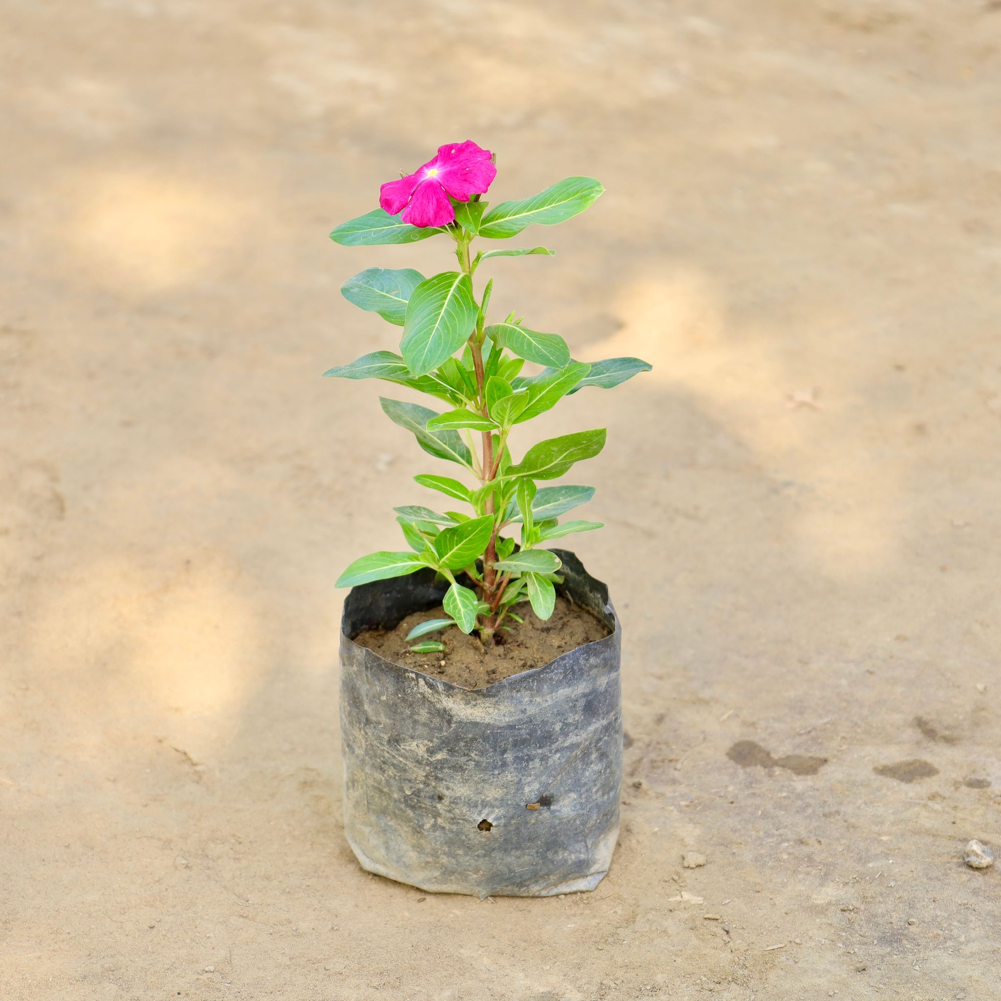 Perinwinke / Sadabahar / Vinca (Any Colour) in 4 Inch Nursery bag