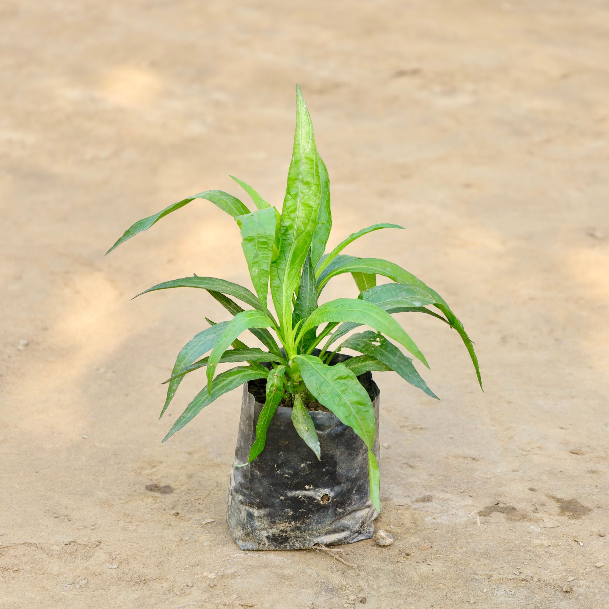 Ruellia / Mexican Petunia (Any Colour) in 4 Inch Nursery bag