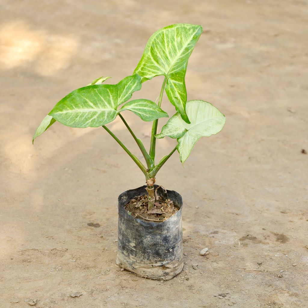 Buy Syngonium in 4 Inch Nursery bag Online | Urvann.com Syngonium in 4 Inch Nursery bag