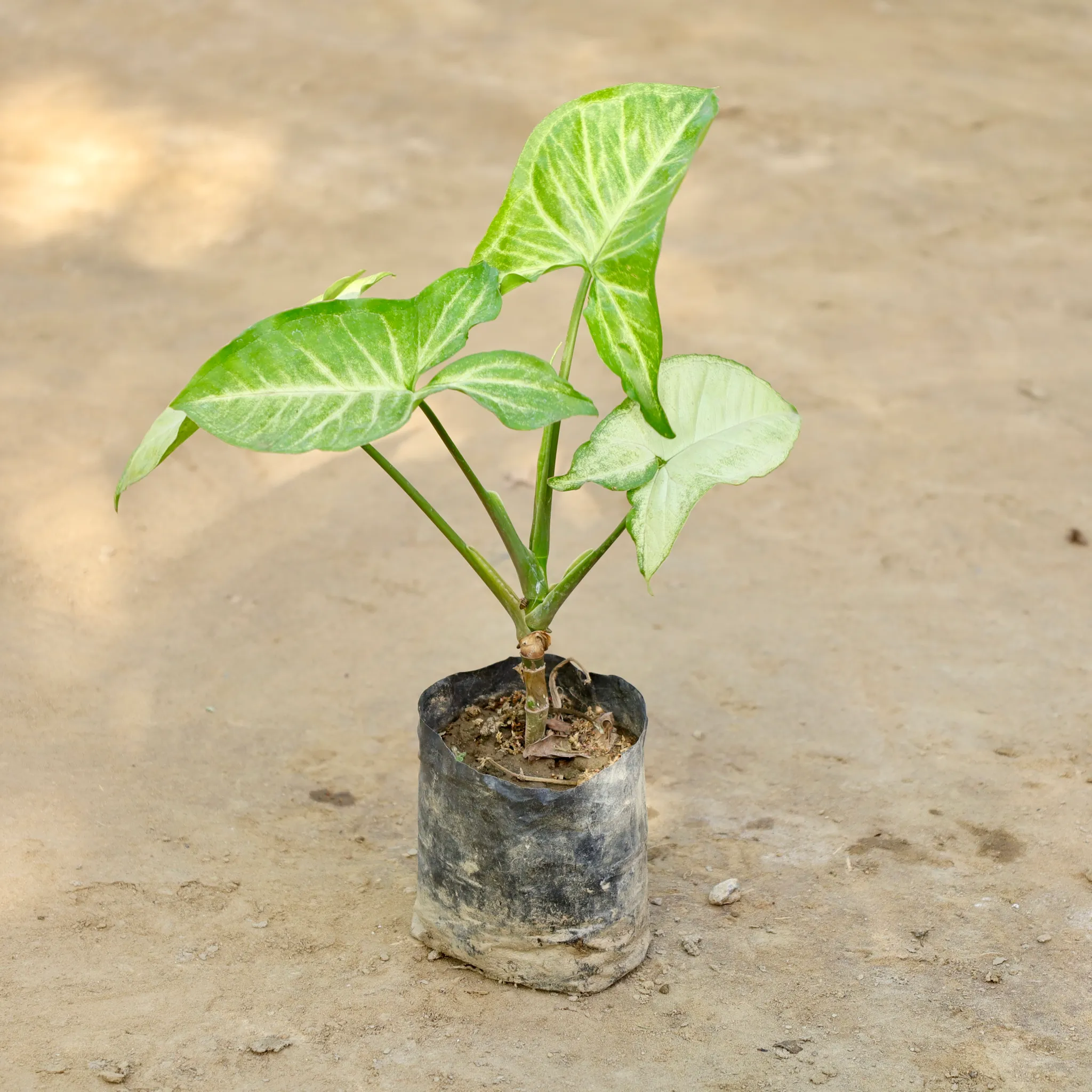 Syngonium in 4 Inch Nursery bag