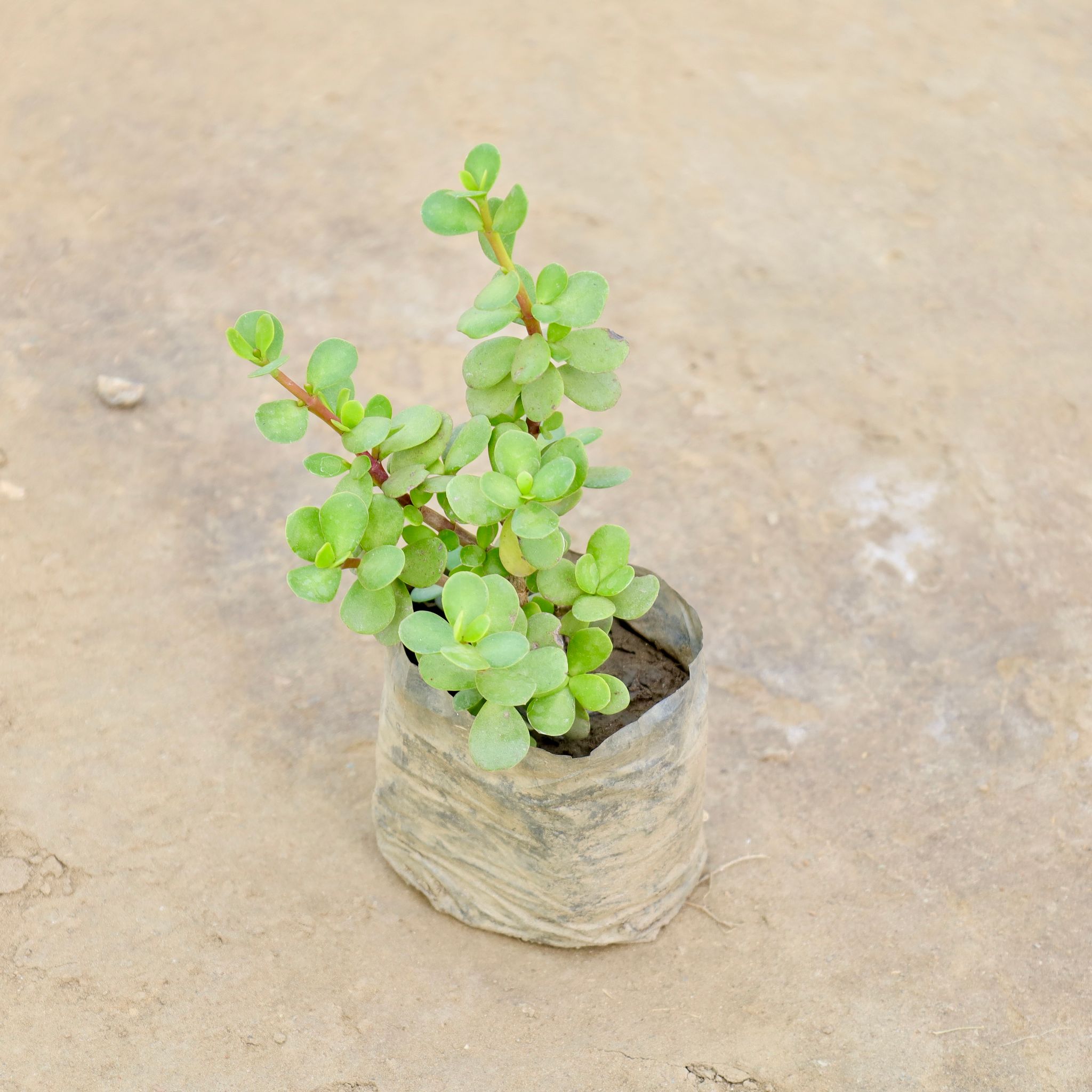 Jade in 4 Inch Nursery bag