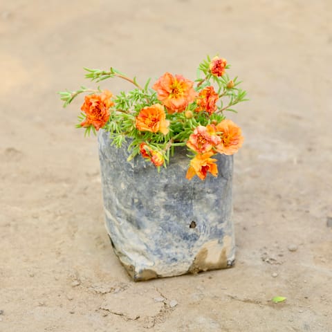 Portulaca Moss Rose (Any colour) in 4 Inch Nursery bag