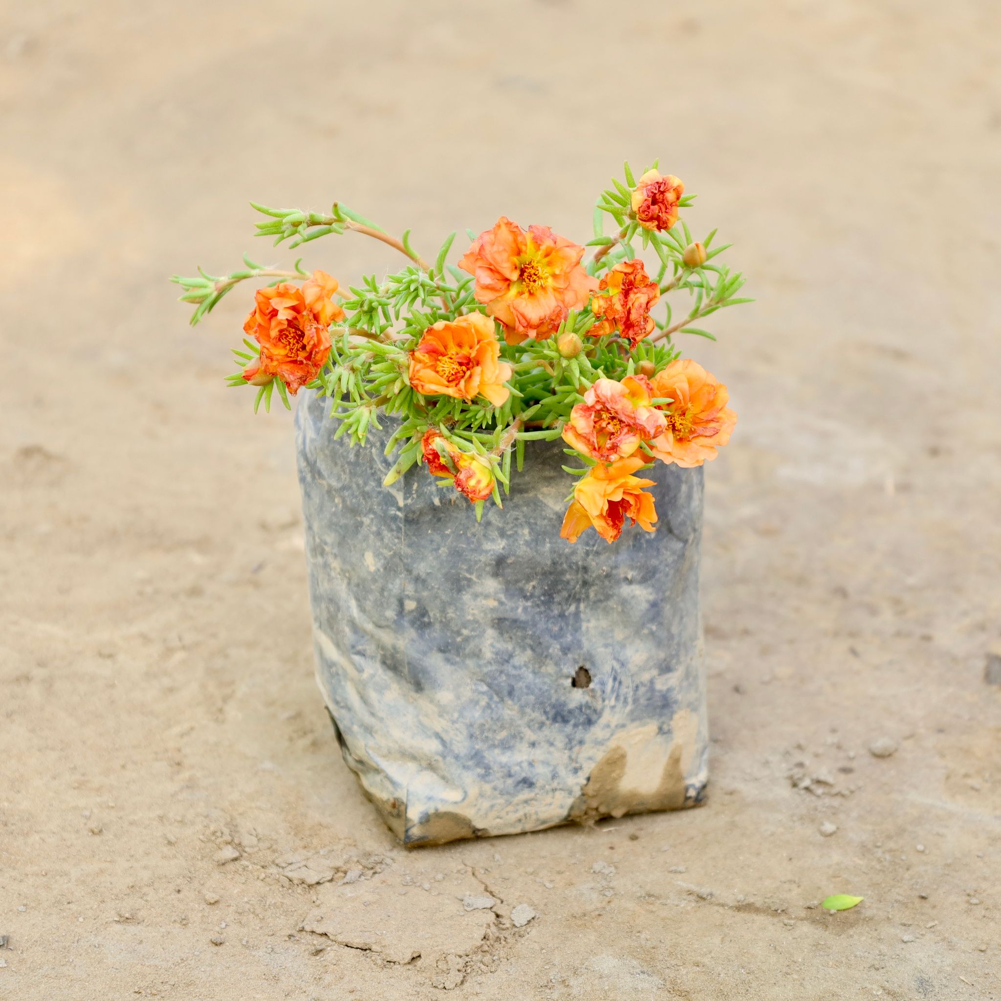 Portulaca Moss Rose (Any colour) in 4 Inch Nursery bag