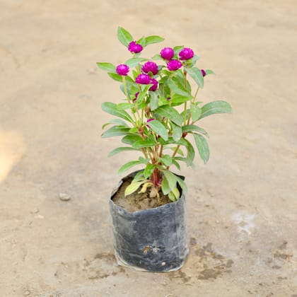 Buy Gomphrena (Any Colour) in 4 Inch Nursery bag Online | Urvann.com