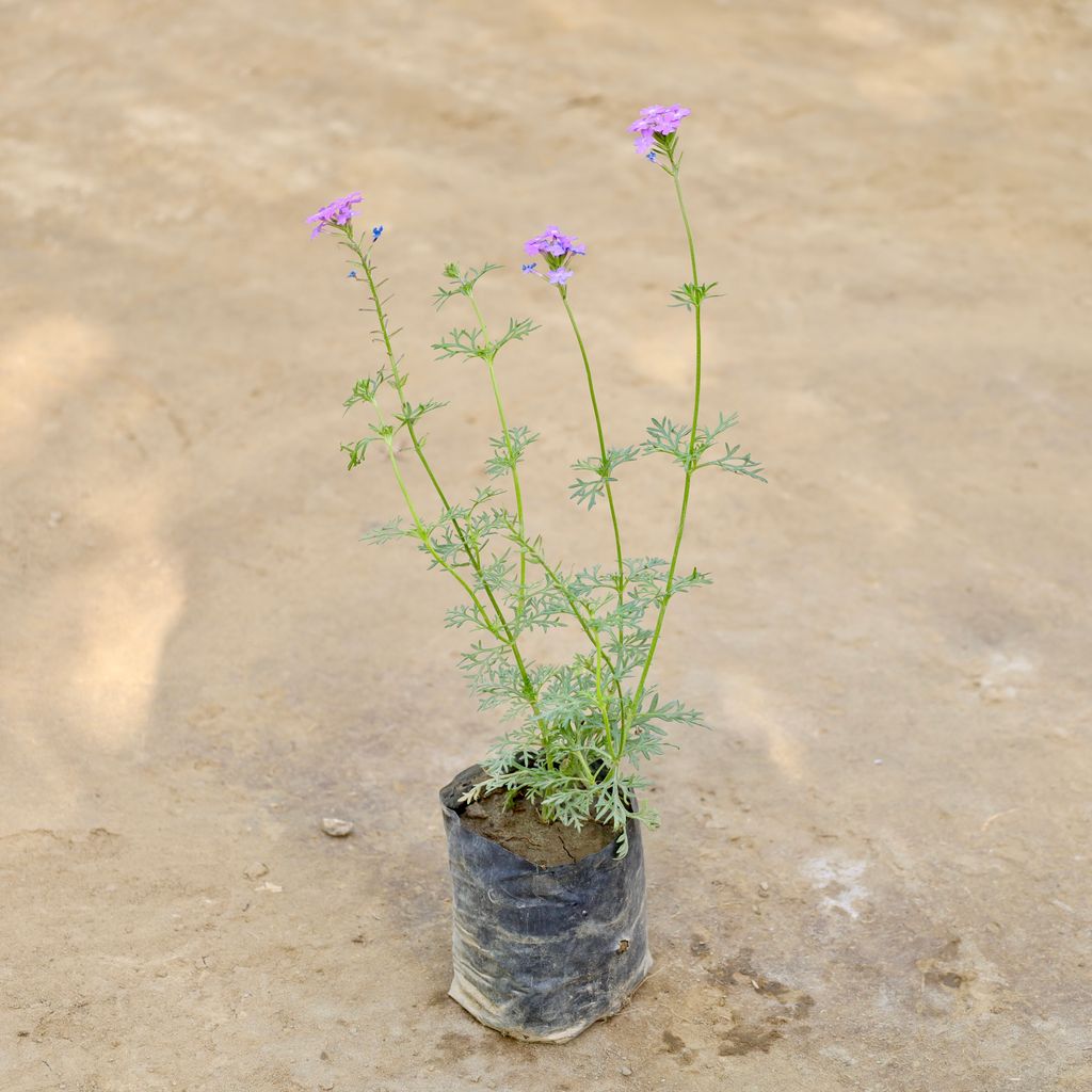 Buy Verbena (Any Colour) in 4 Inch Nursery bag Online | Urvann.com Verbena (Any Colour) in 4 Inch Nursery bag