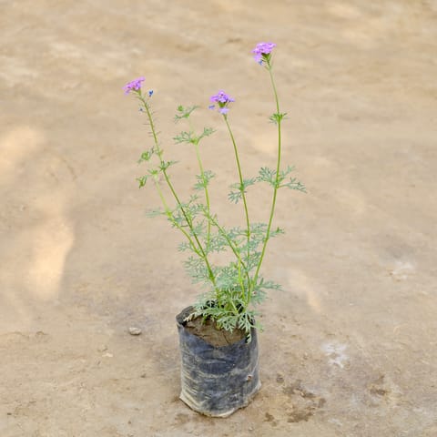 Verbena (Any Colour) in 4 Inch Nursery bag