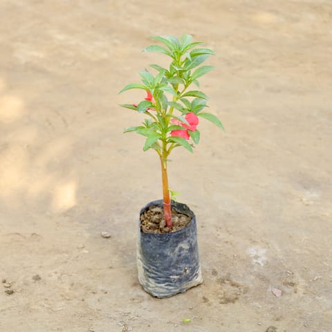 Balsam / Balsamina (Any Colour) in 4 Inch Nursery bag