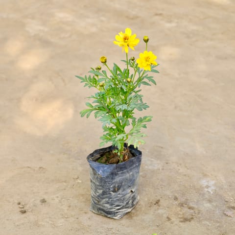 Cosmos (Any Colour) in 4 Inch Nursery bag
