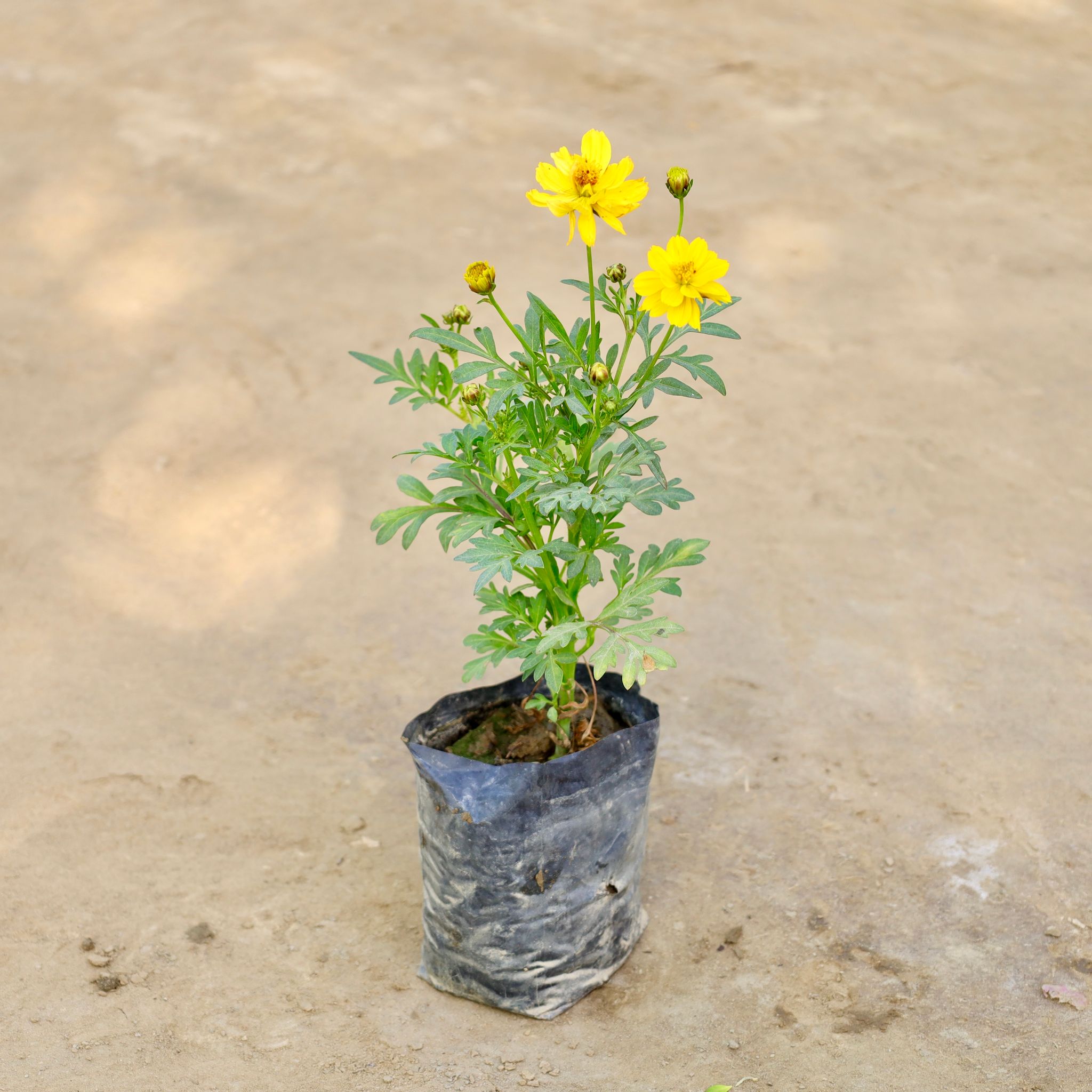 Cosmos (Any Colour) in 4 Inch Nursery bag