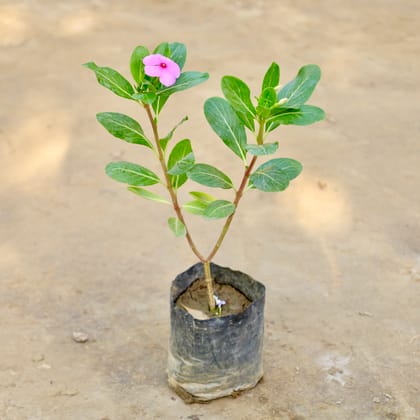 Buy Periwinkle / Sadabahar / Vinca (Any Colour) in 4 Inch Nursery bag Online | Urvann.com