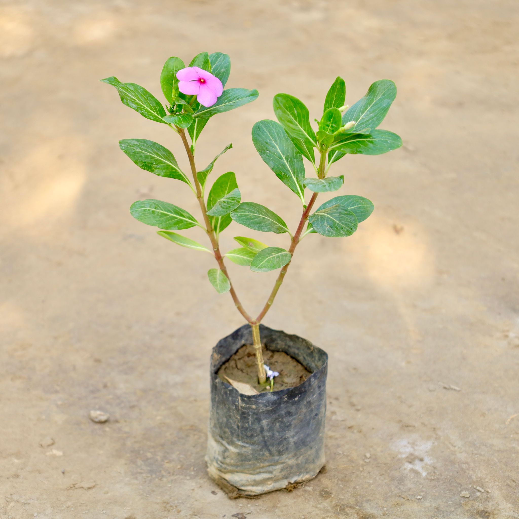 Periwinkle / Sadabahar / Vinca (Any Colour) in 4 Inch Nursery bag