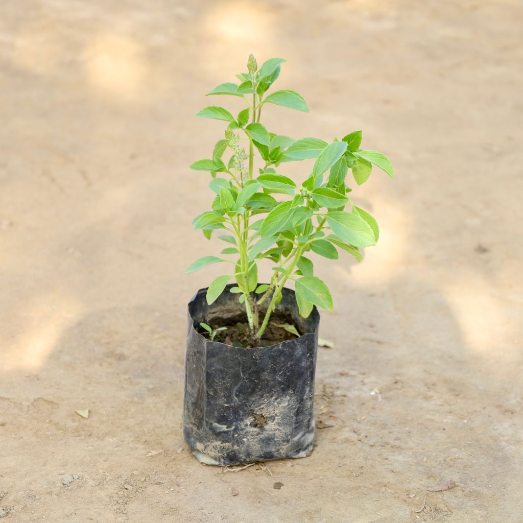 Buy Kapoor Tulsi in 4 Inch Nursery bag Online | Urvann.com Kapoor Tulsi in 4 Inch Nursery bag