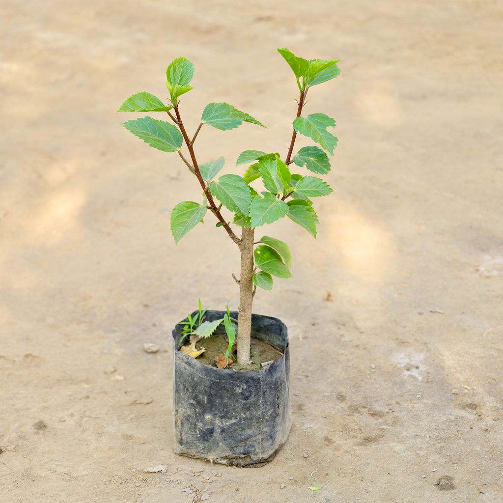Buy Hibiscus / Gudhal (Any Colour) in 4 Inch Nursery bag Online | Urvann.com Hibiscus / Gudhal (Any Colour) in 4 Inch Nursery bag
