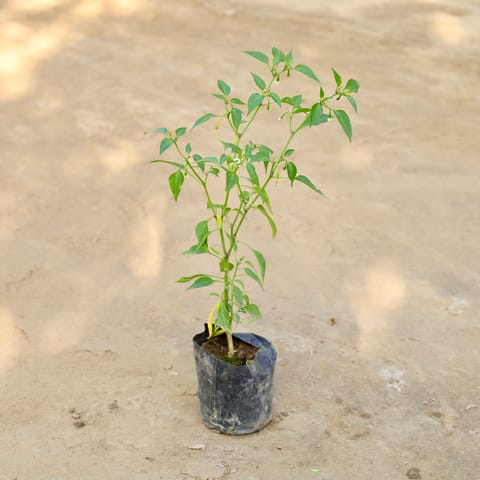 Green Chilli in 4 Inch Nursery bag