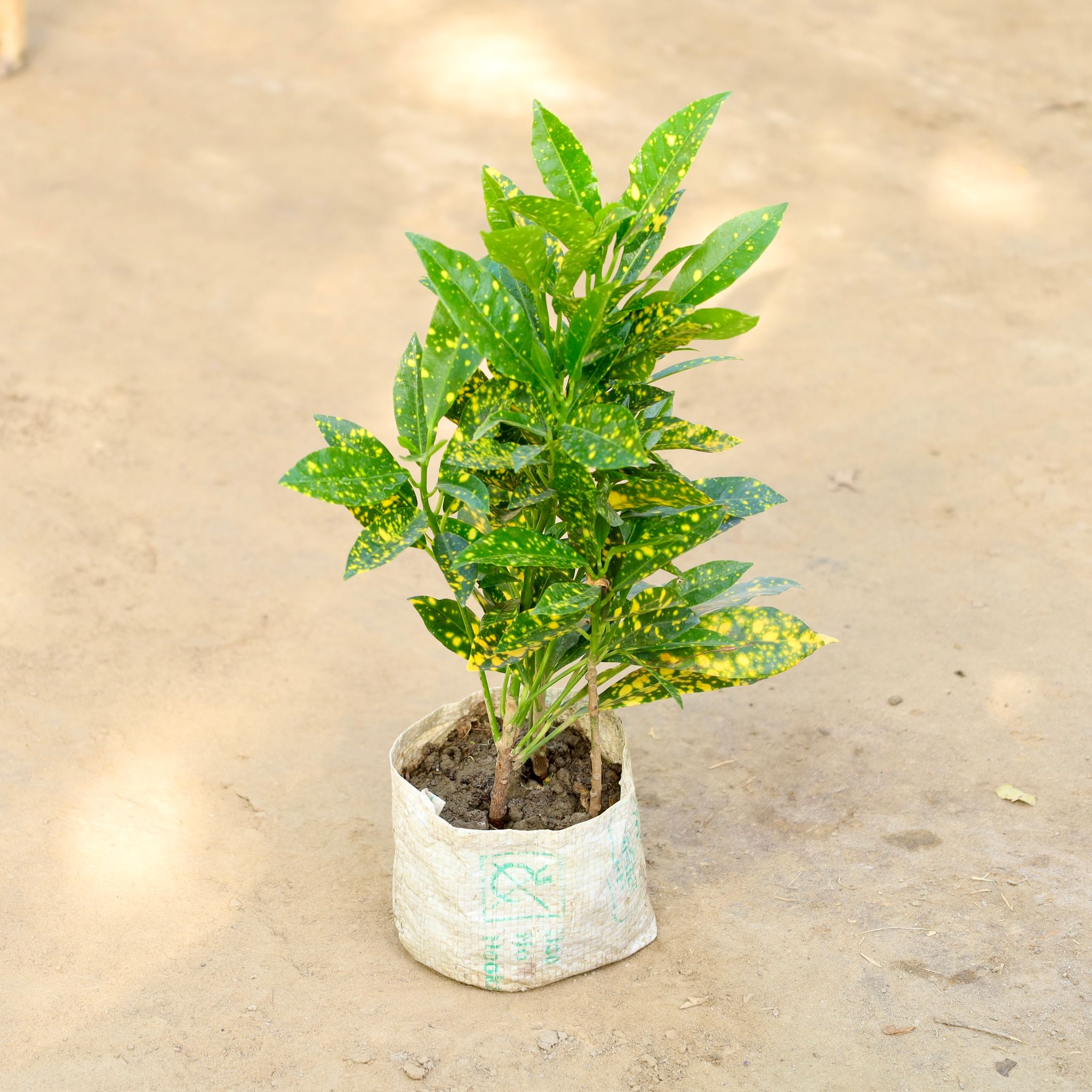 Baby Croton in 4 Inch Nursery bag
