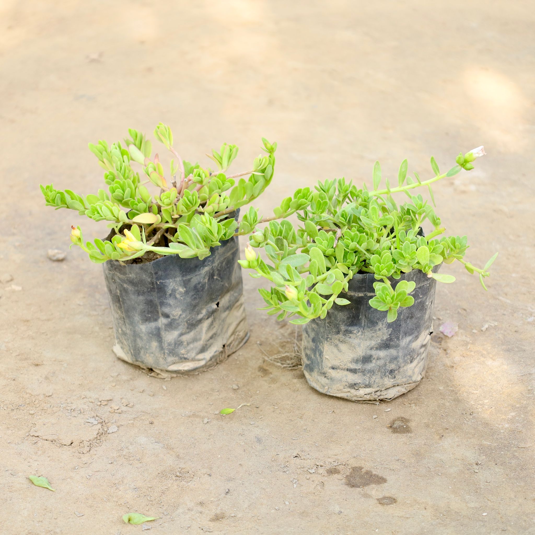 Set of 2 - Kulfa /Moss Rose / Common Purslane (Any Colour) in 4 Inch Nursery bag