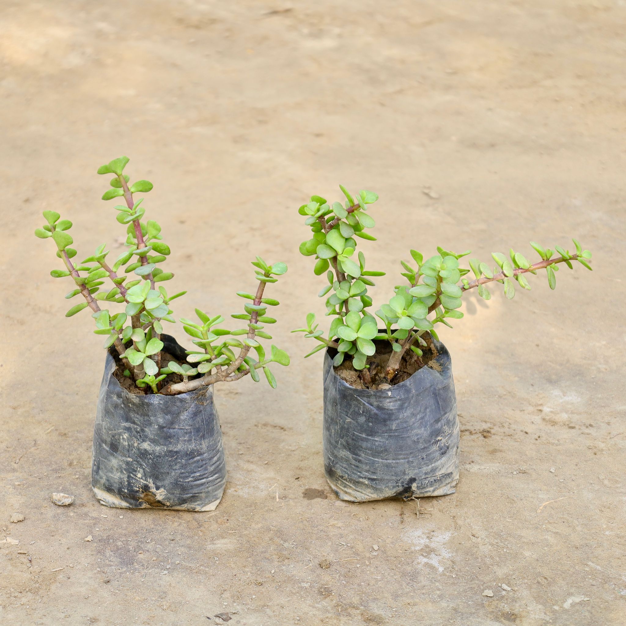Set of 2 - Jade in 4 Inch Nursery bag