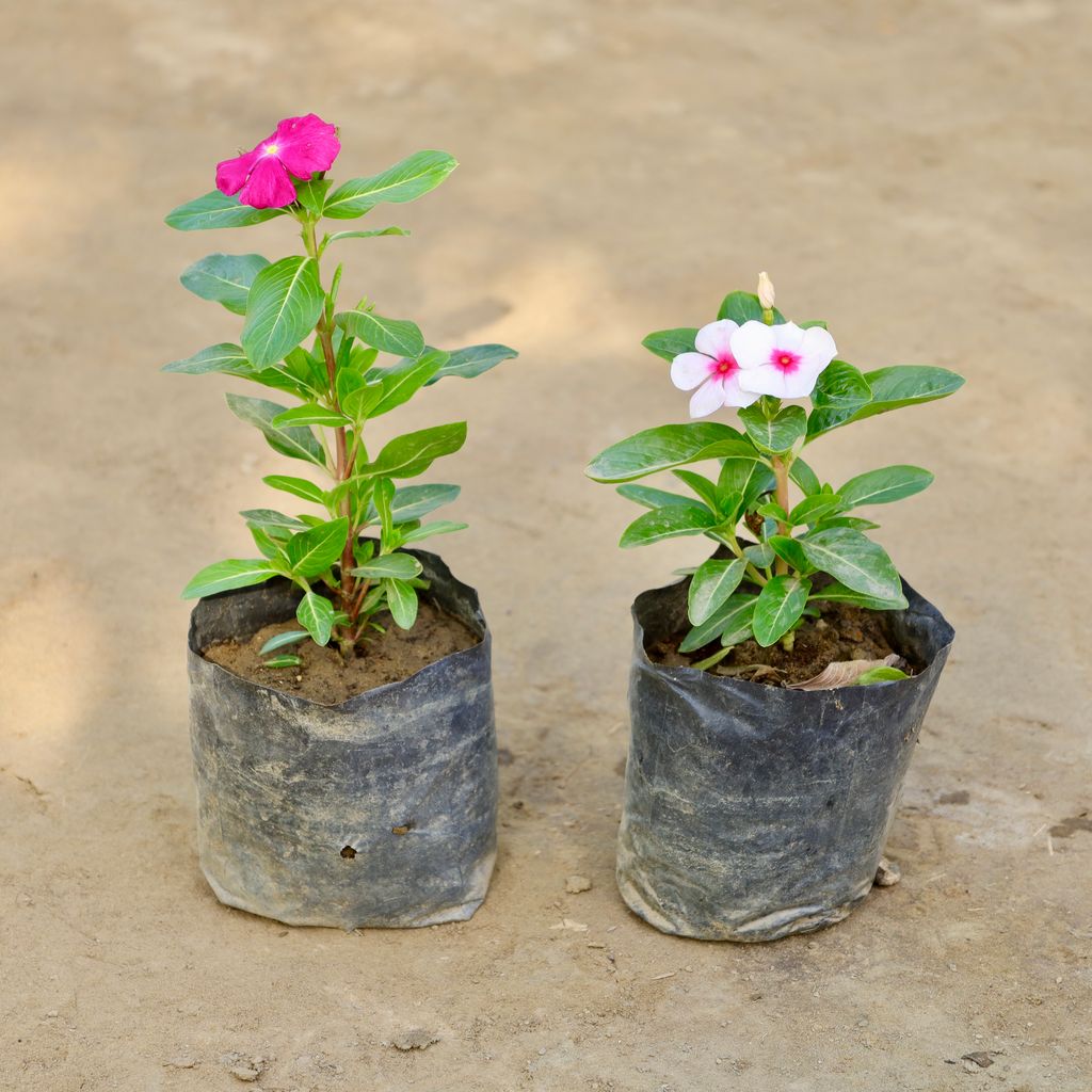 Buy Set of 2 - Perinwinke / Sadabahar / Vinca (Any Colour) in 4 Inch Nursery bag Online | Urvann.com Set of 2 - Perinwinke / Sadabahar / Vinca (Any Colour) in 4 Inch Nursery bag