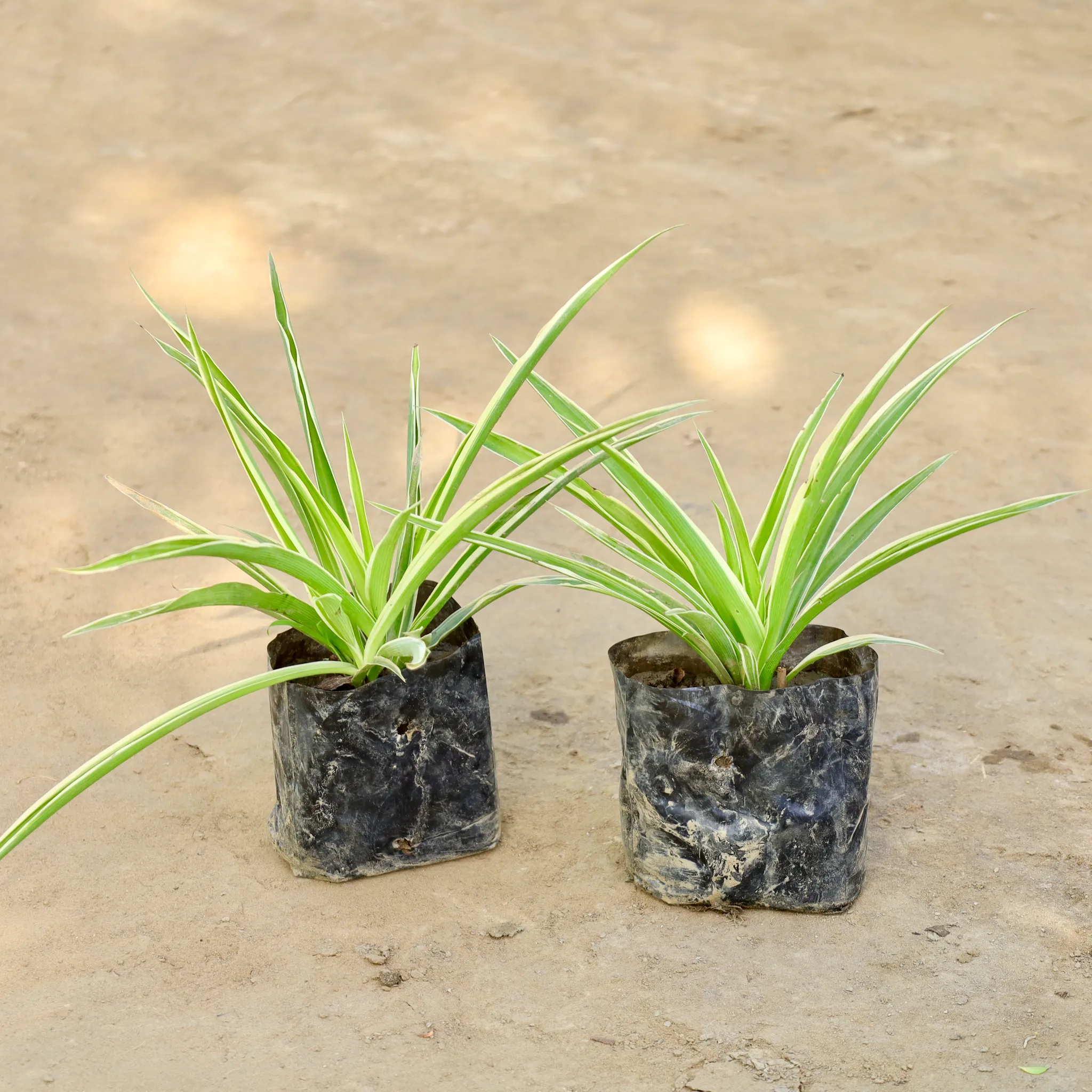 Set of 2 - Spider Plant in 4 Inch Nursery bag