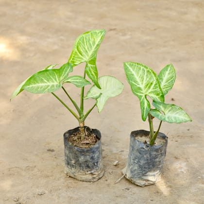 Buy Set of 2 - Syngonium in 4 Inch Nursery bag Online | Urvann.com