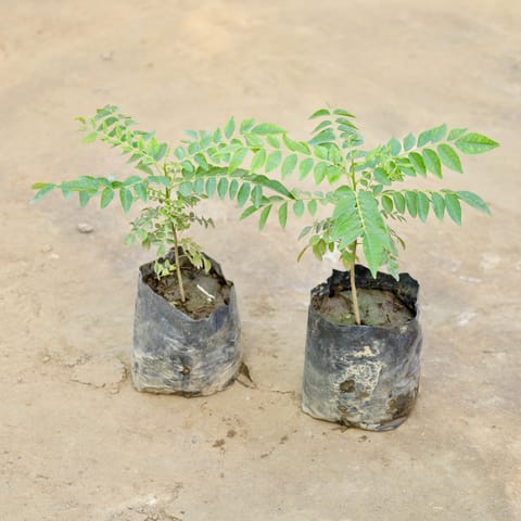 Set of 2 - Curry Patta in 4 Inch Nursery bag