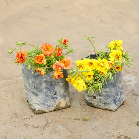 Set of 2 - Portulaca Moss Rose (Any Colour) in 4 Inch Nursery bag