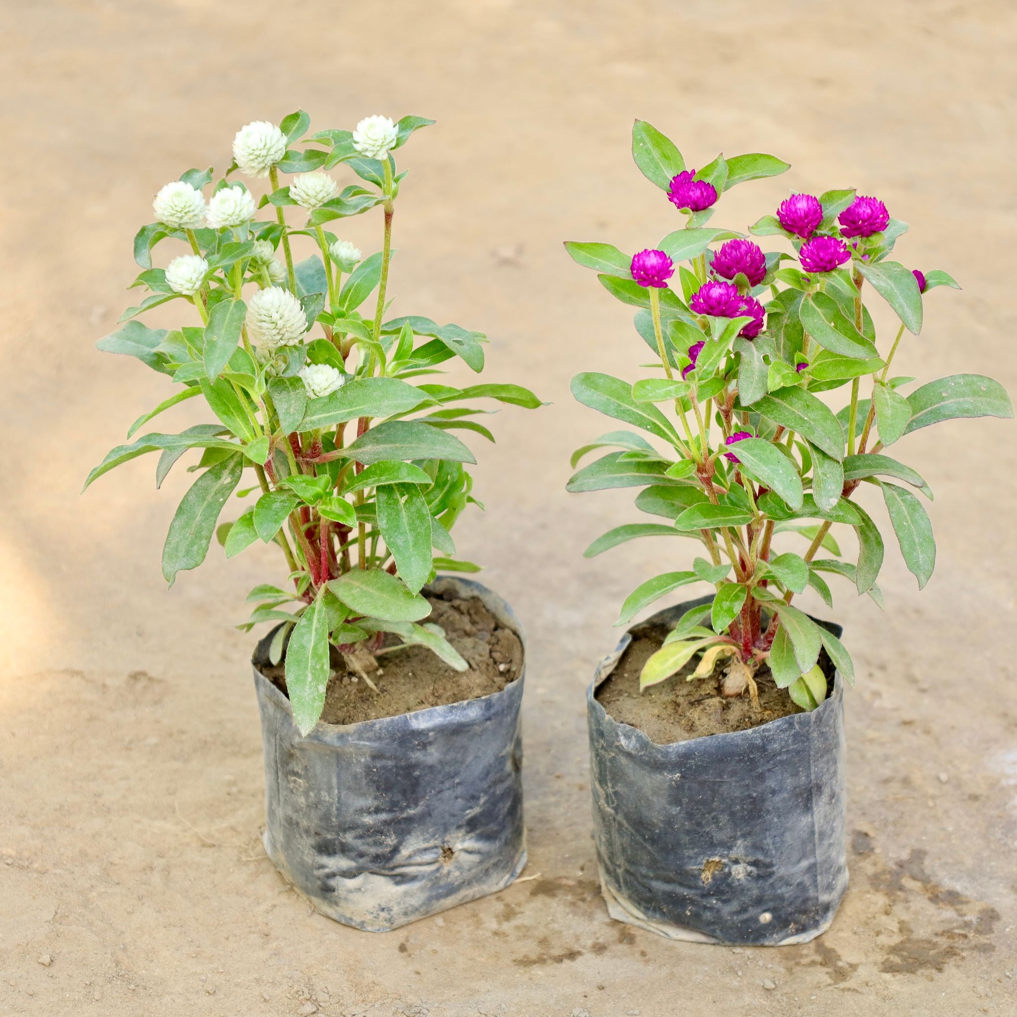 Set of 2 - Gomphrena (Any Colour) in 4 Inch Nursery bag
