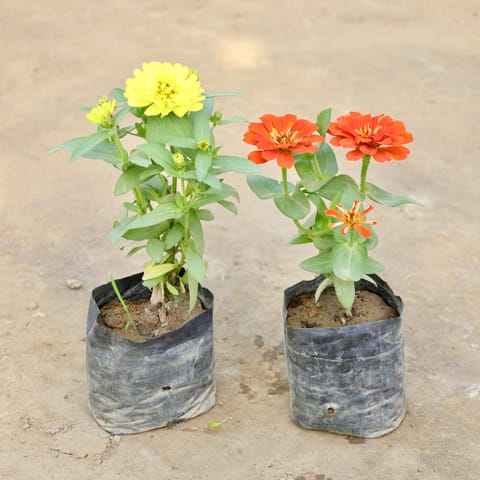 Set of 2 - Zinnia Double (Any Colour) in 4 Inch Nursery bag