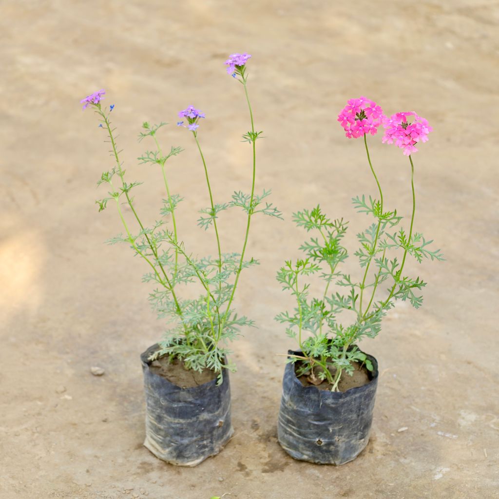 Buy Set of 2 - Verbena (Any Colour) in 4 Inch Nursery bag Online | Urvann.com Set of 2 - Verbena (Any Colour) in 4 Inch Nursery bag