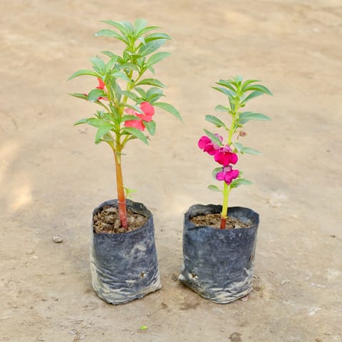 Set of 2 - Balsam / Balsamina (Any Colour) in 4 Inch Nursery bag