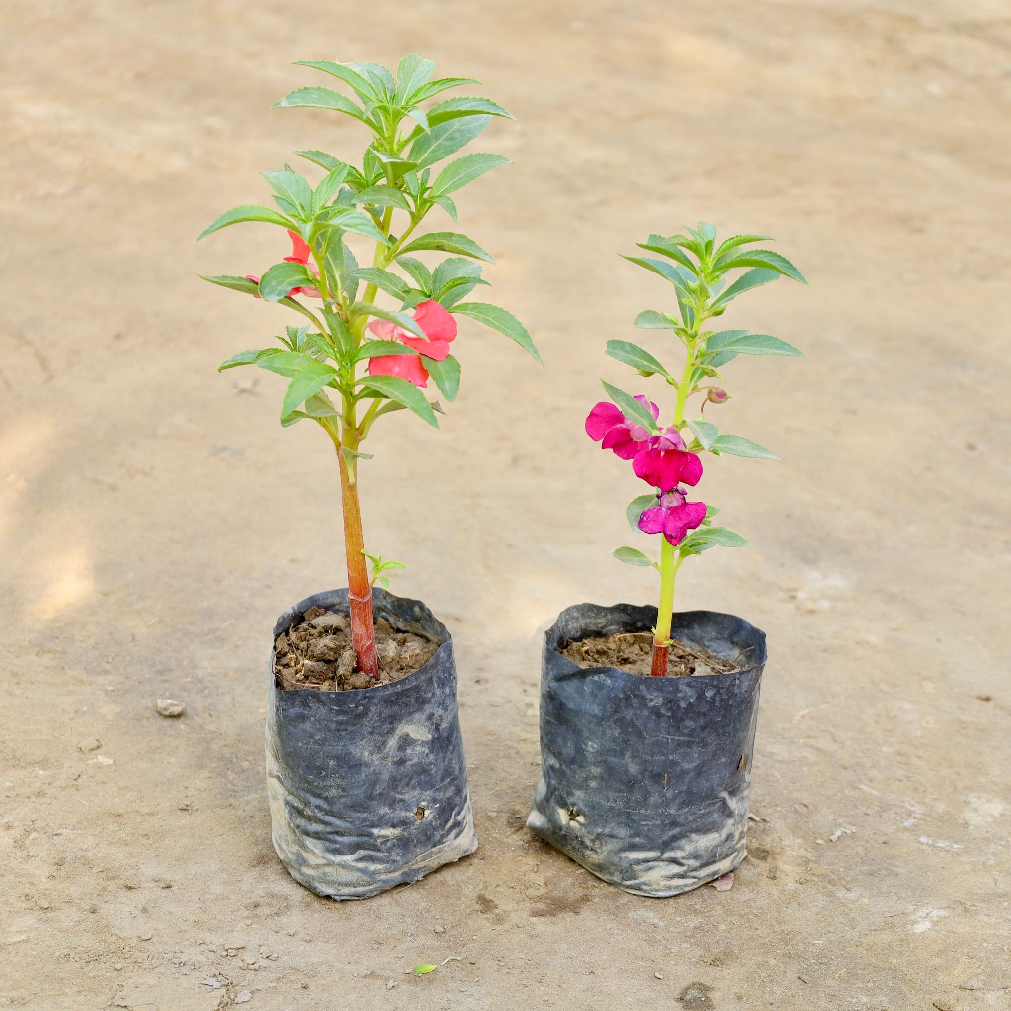 Set of 2 - Balsam / Balsamina (Any Colour) in 4 Inch Nursery bag