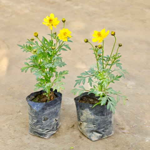 Set of 2 - Cosmos (Any Colour) in 4 Inch Nursery bag