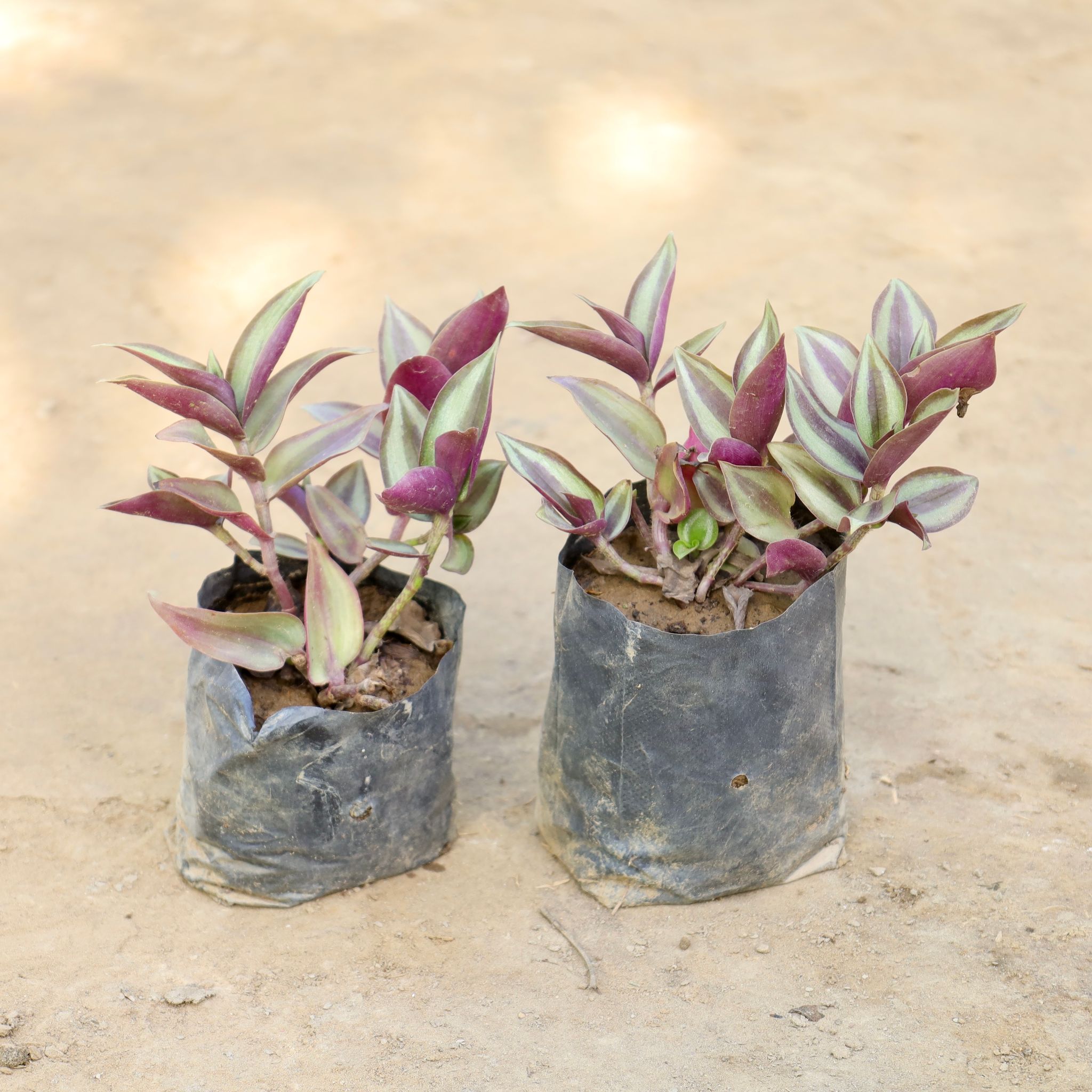 Set of 2 - Wandering Jew in 4 Inch Nursery bag