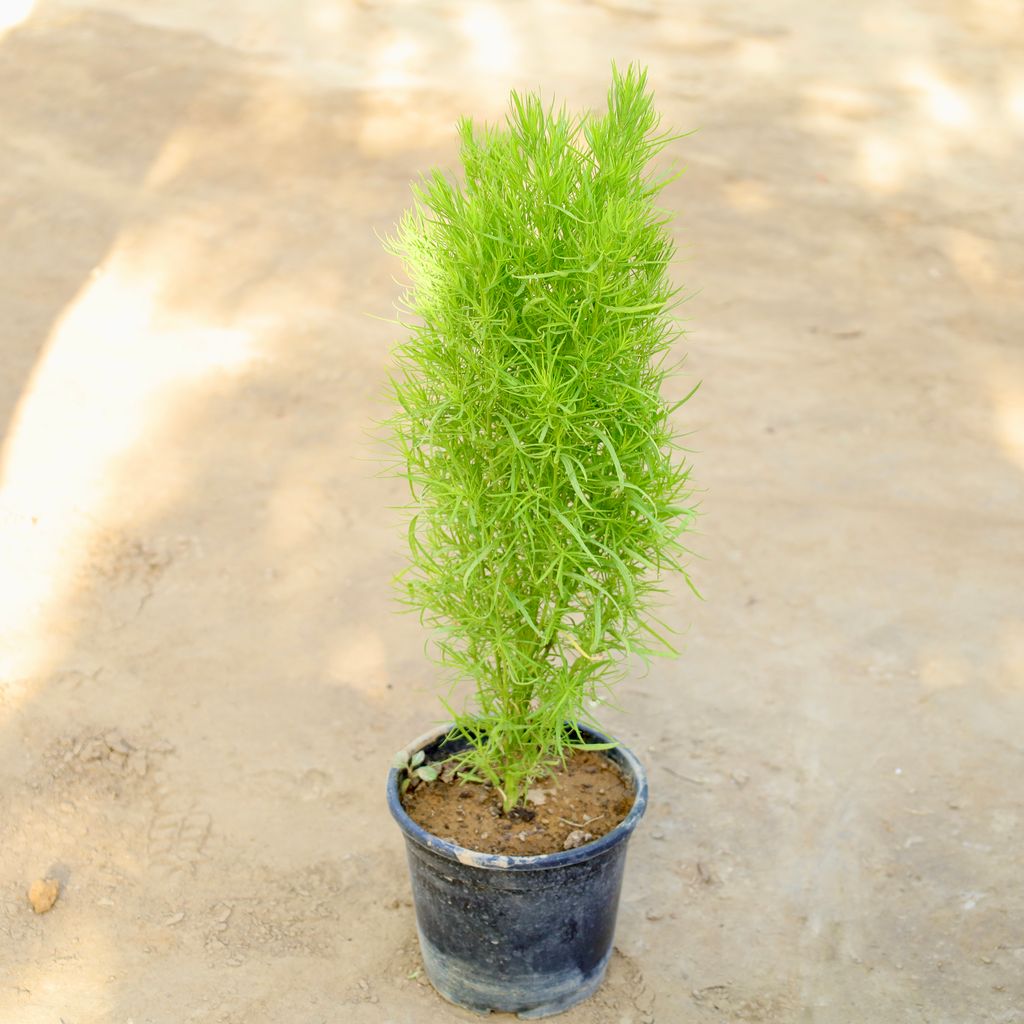 Buy Kochia in 6 Inch Nursery Pot Online | Urvann.com Kochia in 6 Inch Nursery Pot