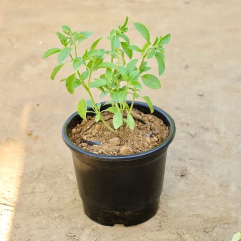 Kapoor Tulsi in 6 Inch Nursery Pot