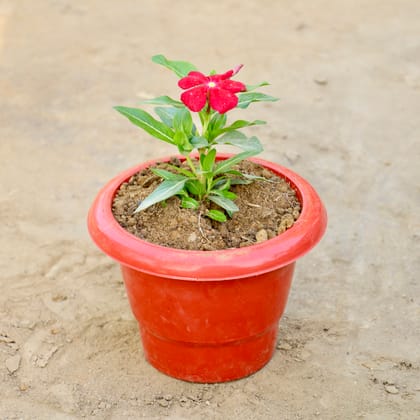 Buy Vinca / Periwinkle / Sadabahar (Any Colour) in 6 Inch Red Classy Plastic Pot Online | Urvann.com