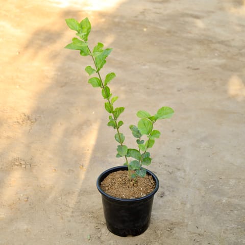 Mogra / Jasmine (Any Colour) in 6 Inch Nursery Pot