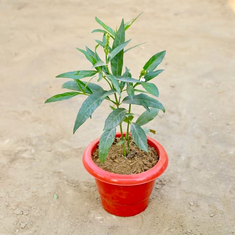 Sukh Shanti in 6 Inch Red Classy Plastic Pot