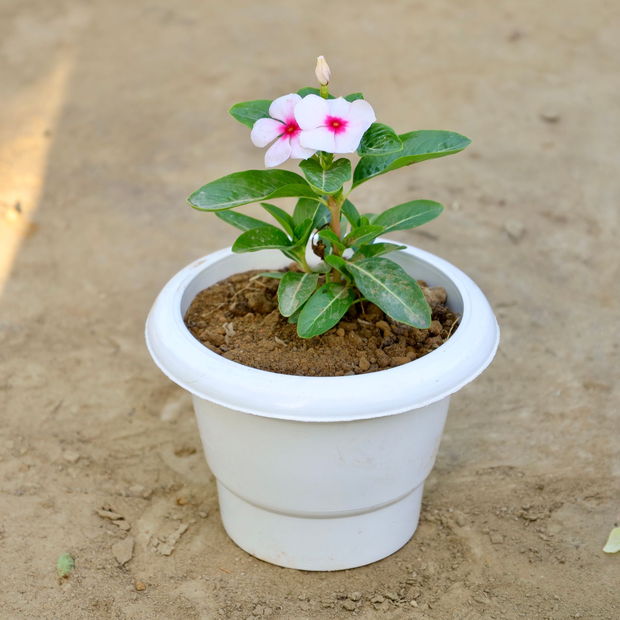 Vinca / Periwinkle / Sadabahar (Any Colour) in 6 Inch White Classy Plastic Pot