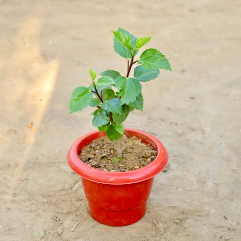 Hibiscus Desi (Any Colour) in 6 Inch Red Classy Plastic Pot