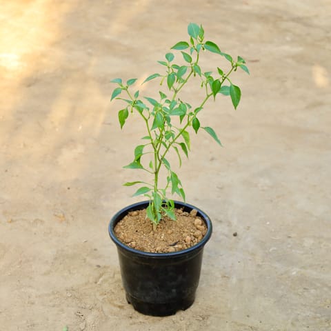 Green Chilli in 6 Inch Nursery Pot