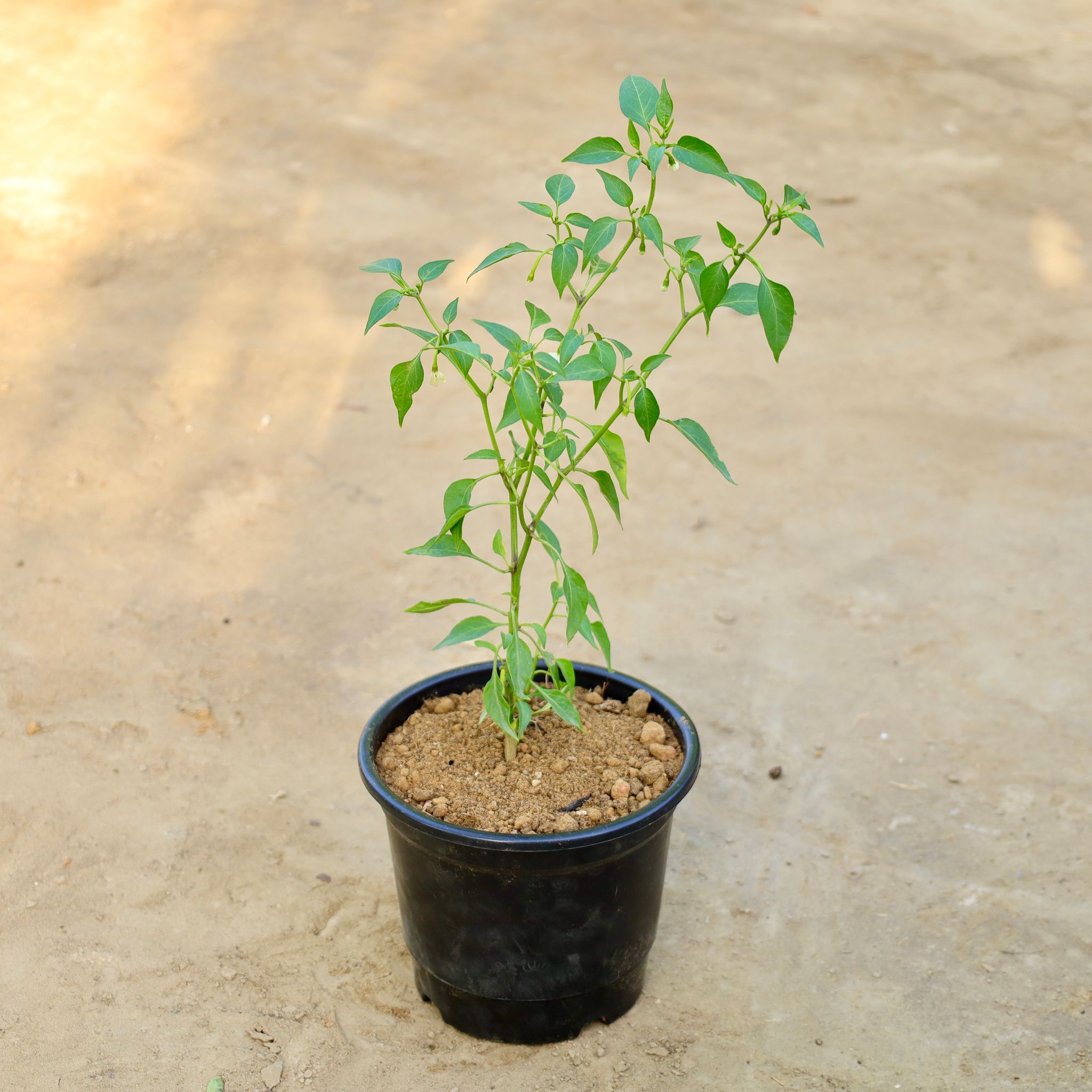 Green Chilli in 6 Inch Nursery Pot