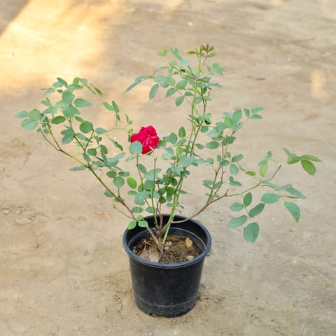 Desi Rose (Any Colour) in 6 Inch Nursery Pot