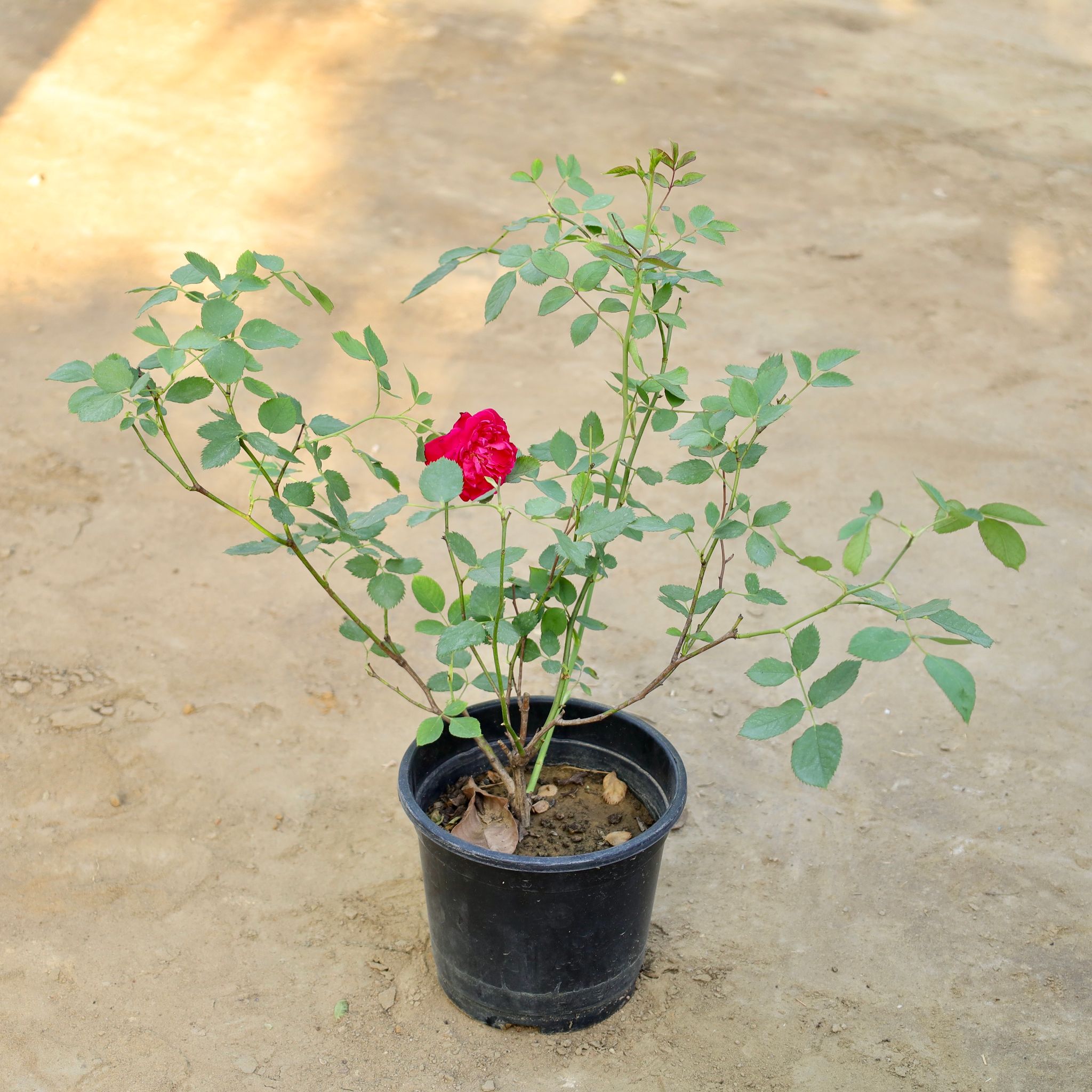 Desi Rose (Any Colour) in 6 Inch Nursery Pot