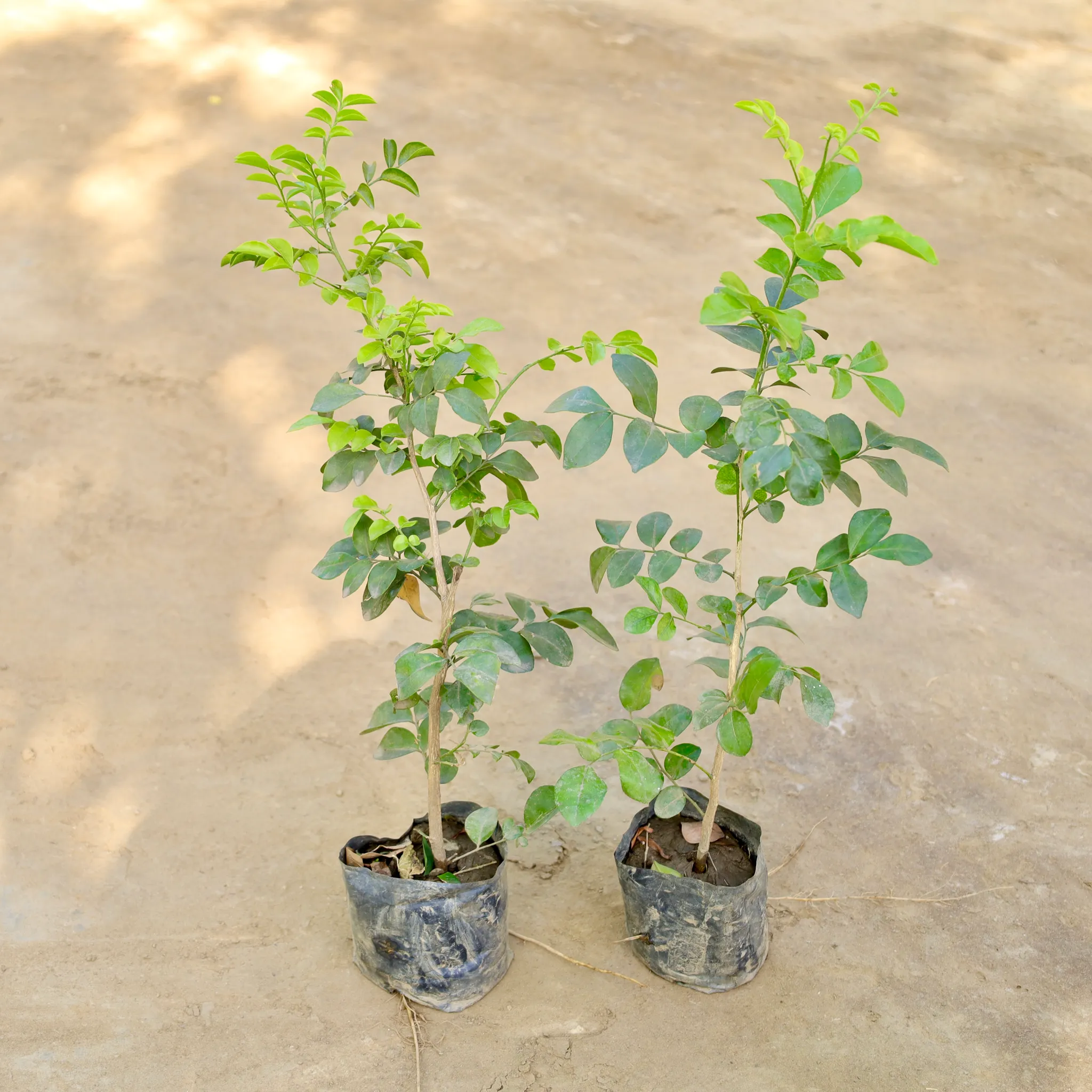 Set of 2 - Murraya / Madhu Kamini (Any Colour) in 4 Inch Nursery bag