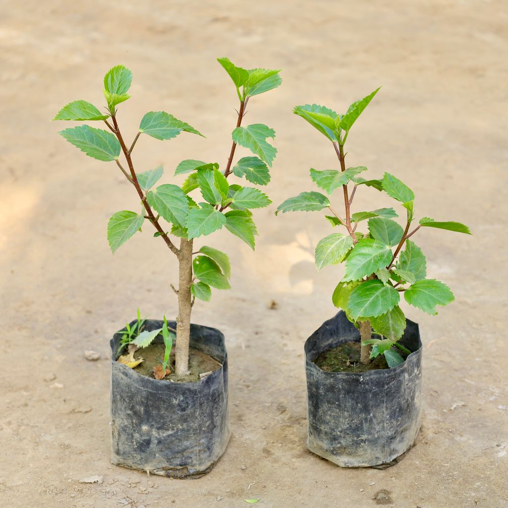 Buy Set of 2 - Hibiscus / Gudhal (Any Colour) in 4 Inch Nursery bag Online | Urvann.com Set of 2 - Hibiscus / Gudhal (Any Colour) in 4 Inch Nursery bag