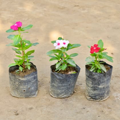Buy Set of 3 - Perinwinke  / Sadabahar / Vinca (Any Colour) in 4 Inch Nursery bag Online | Urvann.com