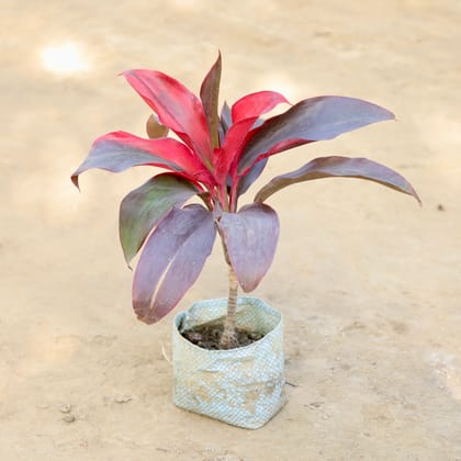 Buy Dracaena Rosea in 4 Inch Nursery bag Online | Urvann.com