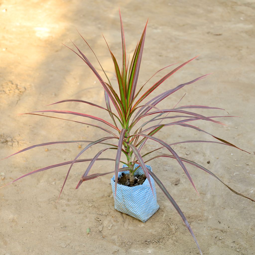 Dracaena Colorama in 4 Inch Nursery bag